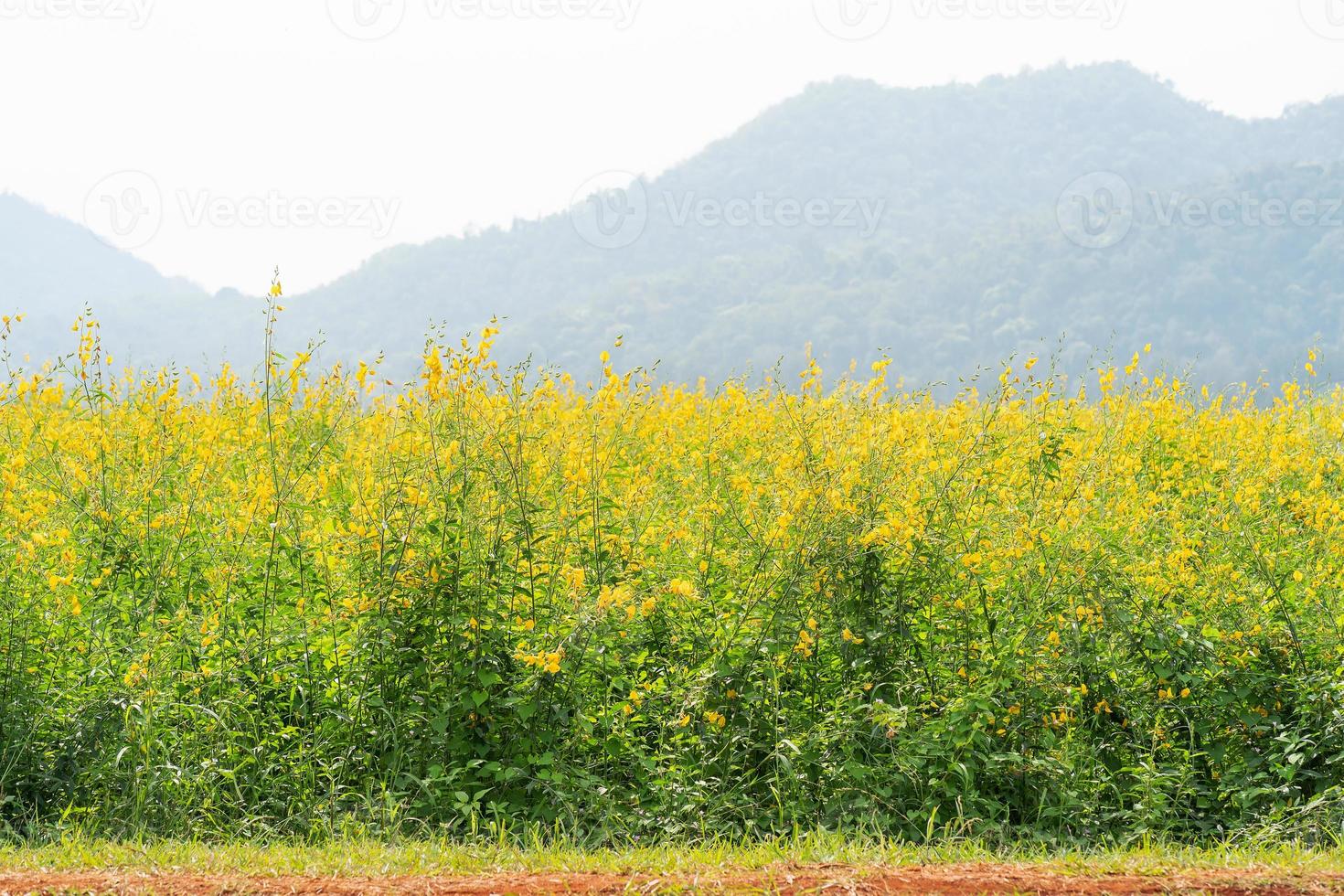 Sunn hemp blossom in field photo