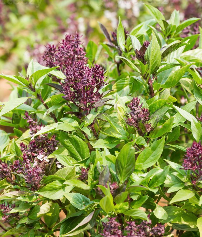Basil and blossom photo