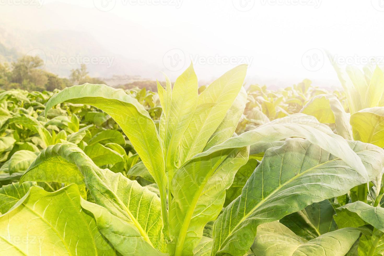 Close up Nicotiana tabacum photo