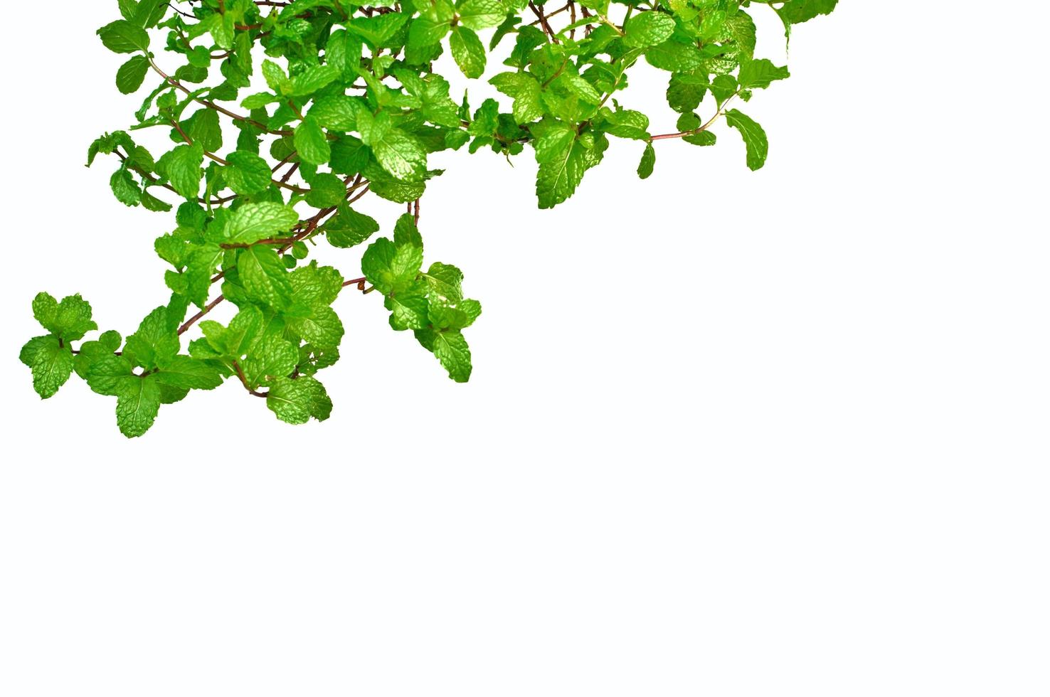 hojas de menta en el jardín que usaban su hoja para aceite aromático, fusionadas en agua para hacer té de menta y cocinar como hierba para alimentos aislados en fondo blanco. foto