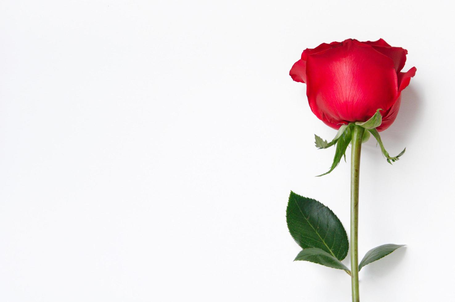 Fresh rose flower on white background for Valentine Day in 14 February of every year. photo