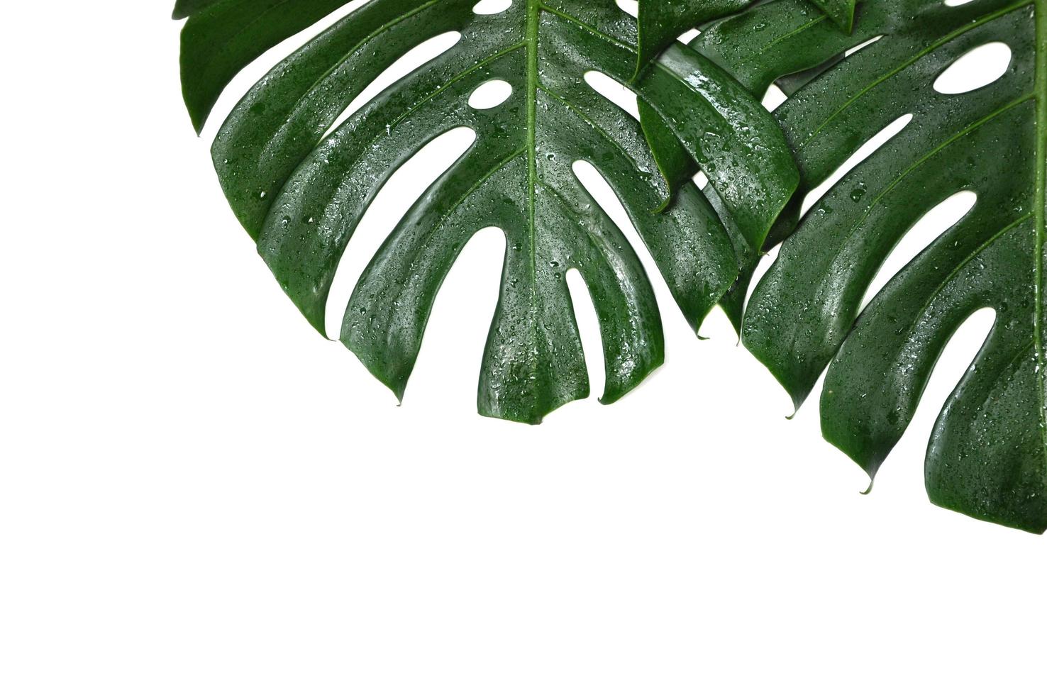 Fresh green Monstera deliciosa or Swiss Cheese plant or Hurricane Plant leaves isolated on white color background photo
