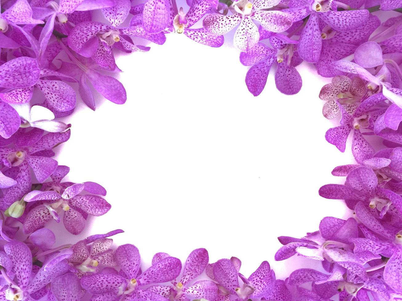Fresh orchids set in frame for Valentine day isolated with white background. photo