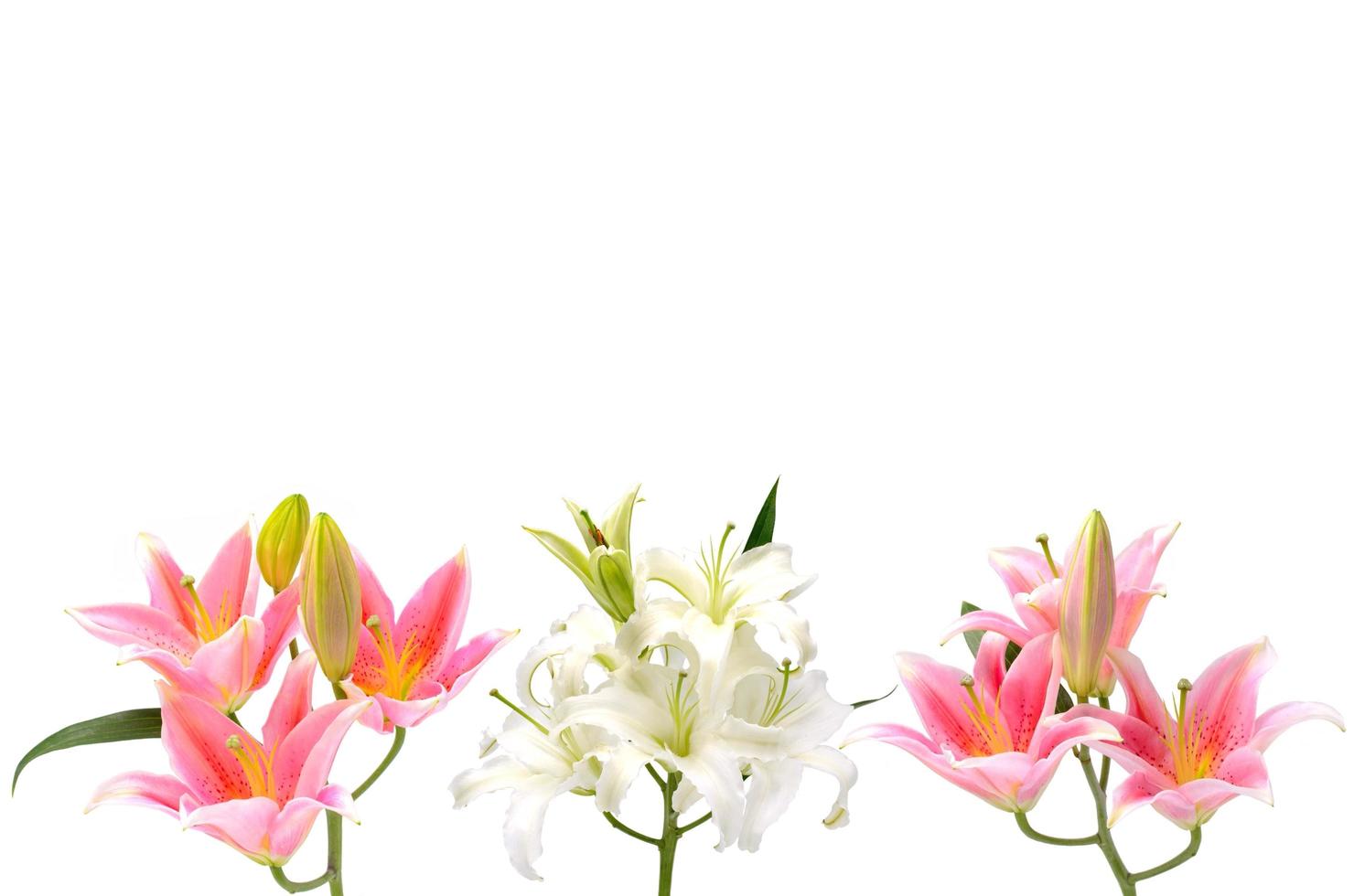 Beautiful fresh Lily with leaf isolated on white background with space for text. photo