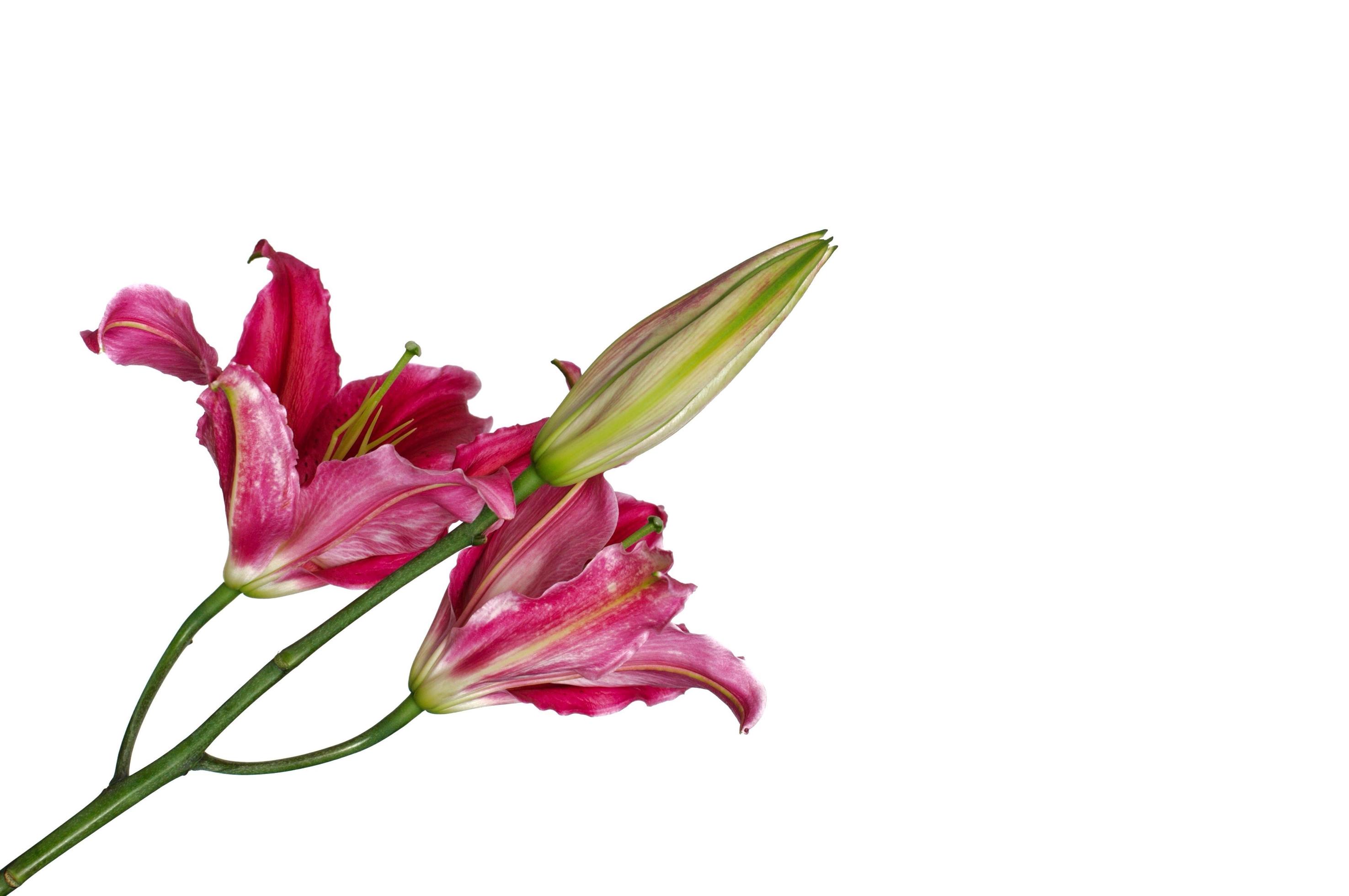 Beautiful fresh Lily with leaf isolated on white background with space