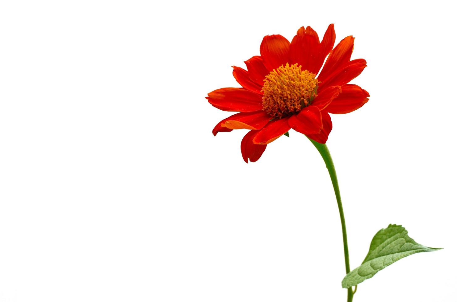 Red color Mexican sunflower or Tithonia diversifolia, Nitobe chrysanthemum isolated on white background. photo