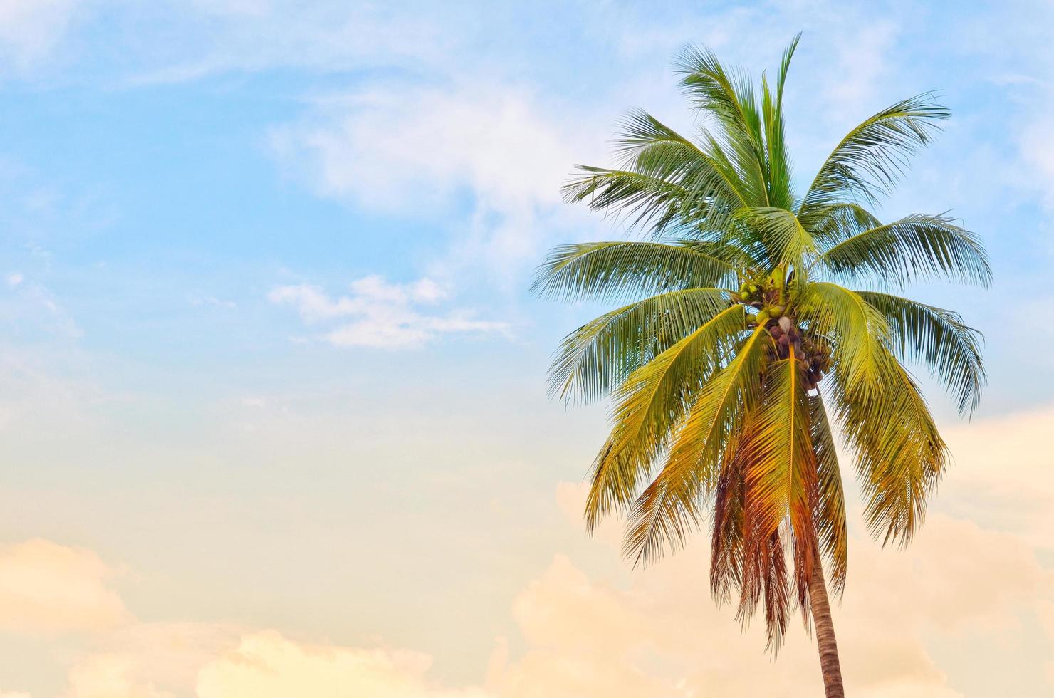 Coconut tree stands alone with morning sunshine and blue sky isolated on sky background photo