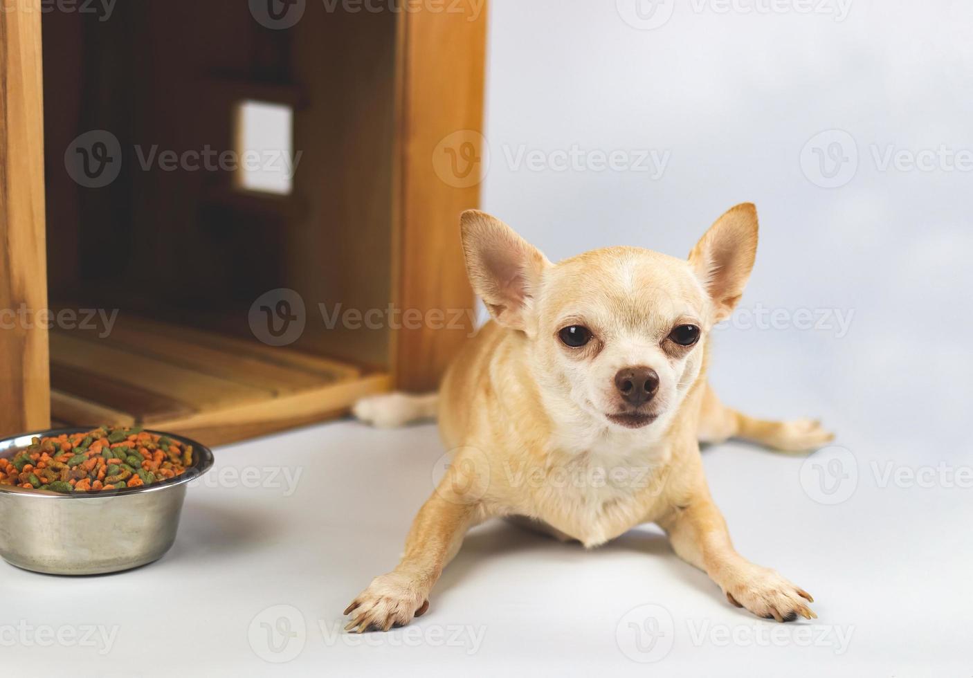 brown  short hair  Chihuahua dog lying down in  front of wooden dog house with food bowl, looking at camera, isolated on white background. photo