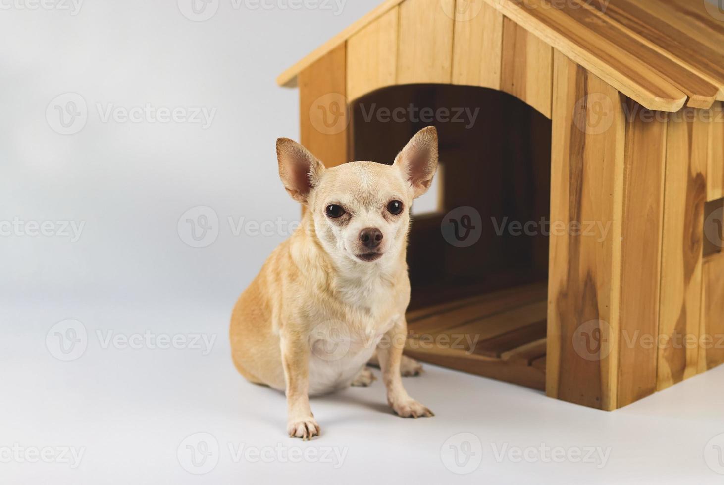 Perro chihuahua de pelo corto marrón sentado frente a una casa de perro de madera, mirando a la cámara, aislado en fondo blanco. foto