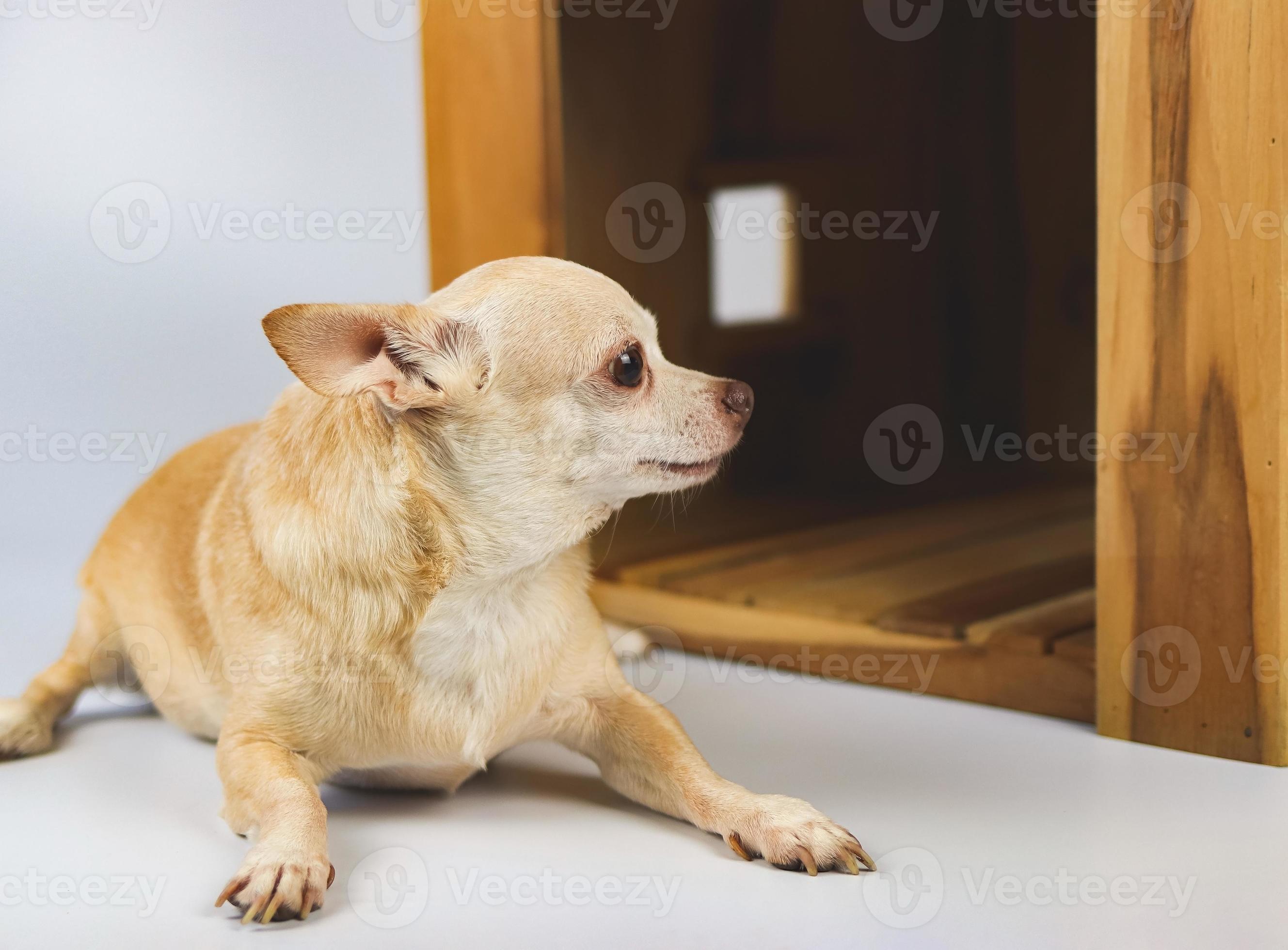 brown short hair Chihuahua dog lying down in front of wooden dog house,  looking sideway, isolated on white background. 12899793 Stock Photo at  Vecteezy