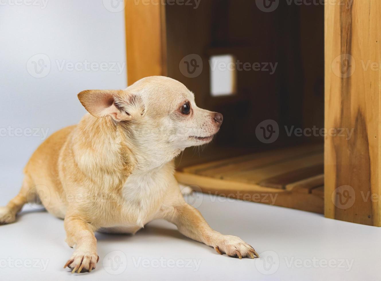 Perro chihuahua de pelo corto marrón acostado frente a una casa de perro de madera, mirando de lado, aislado en fondo blanco. foto