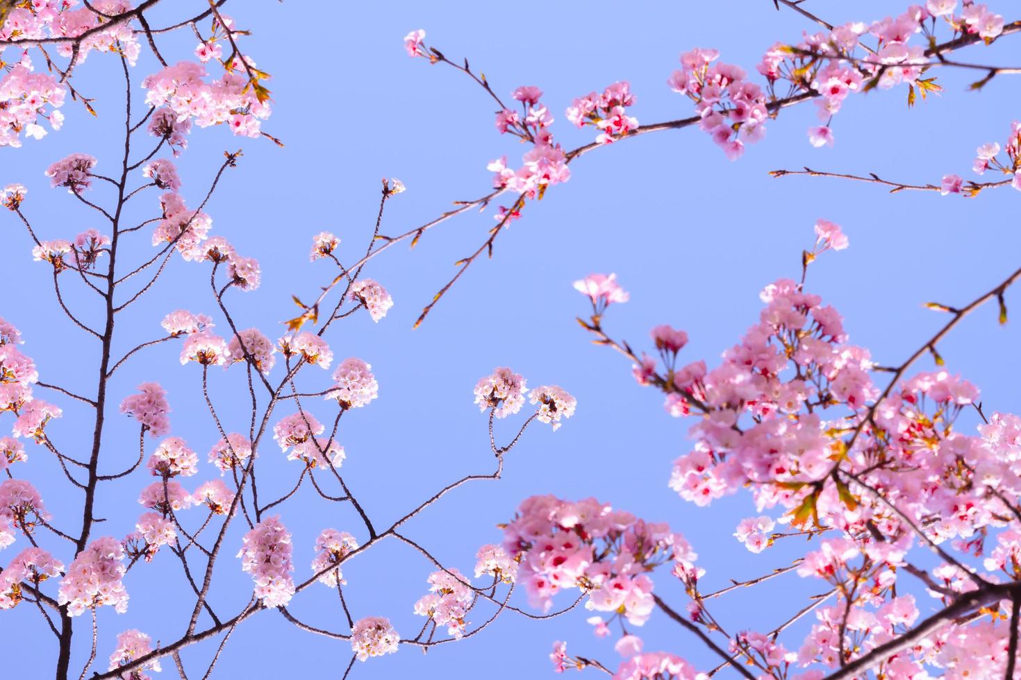 Spring Cherry Blossom Sky - Free photo on Pixabay