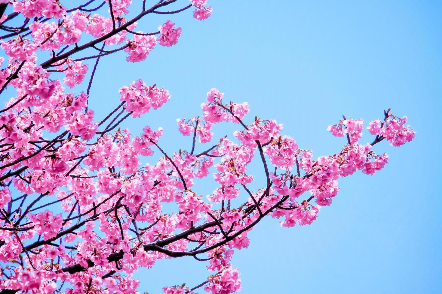 Beautiful cherry blossom pink sakura flower blooming at during spring with against blue sky photo