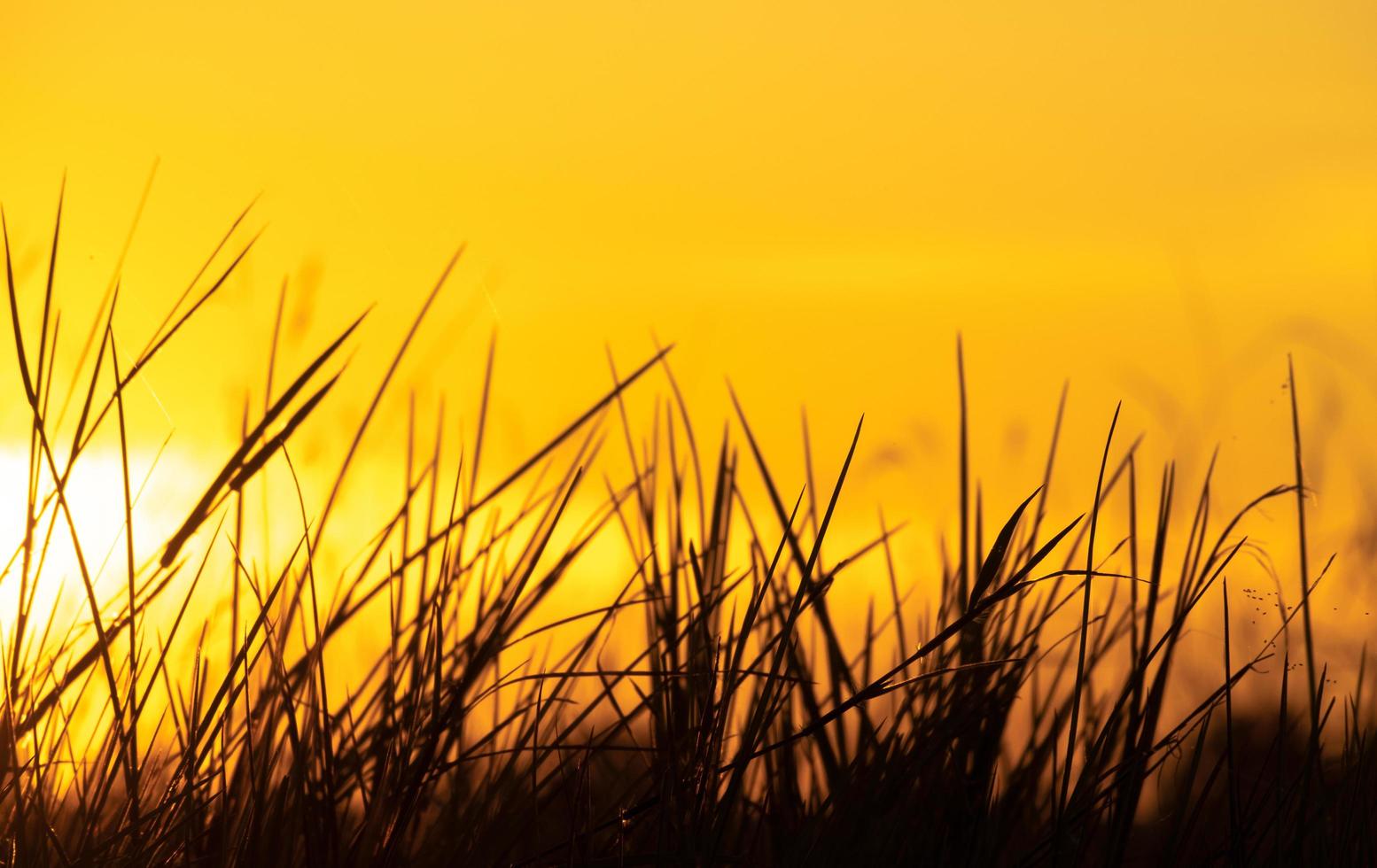 Beautiful sunset grass on sky background natural landscape view photo