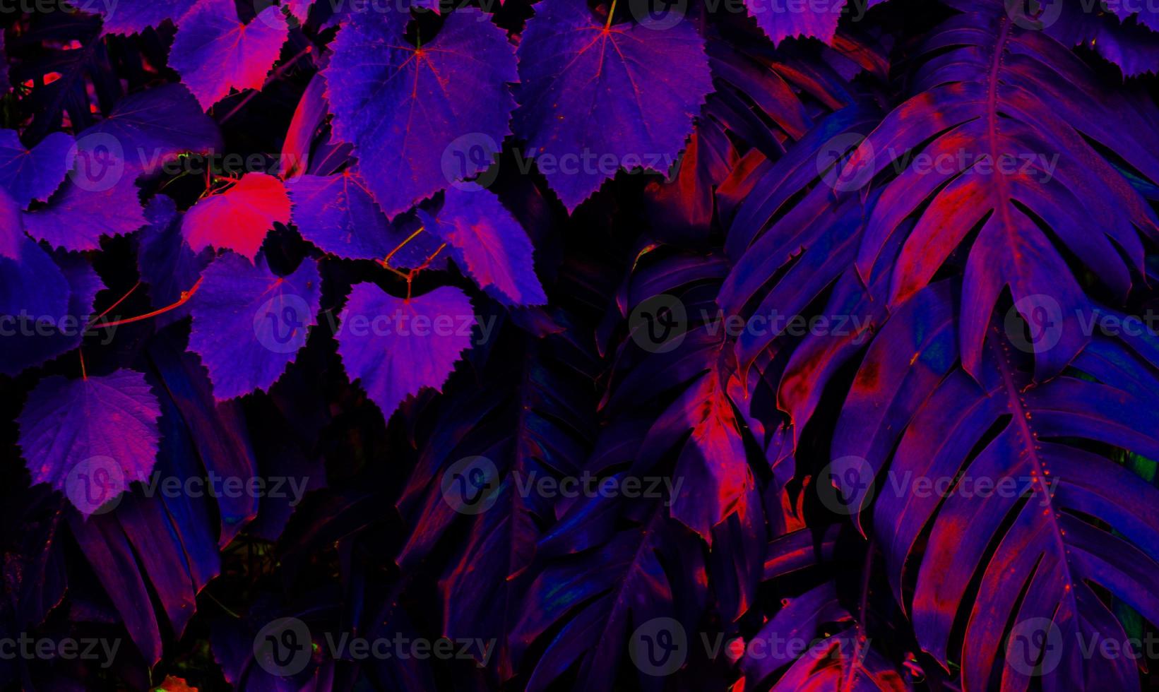 Tropical black light glowing leaves. photo