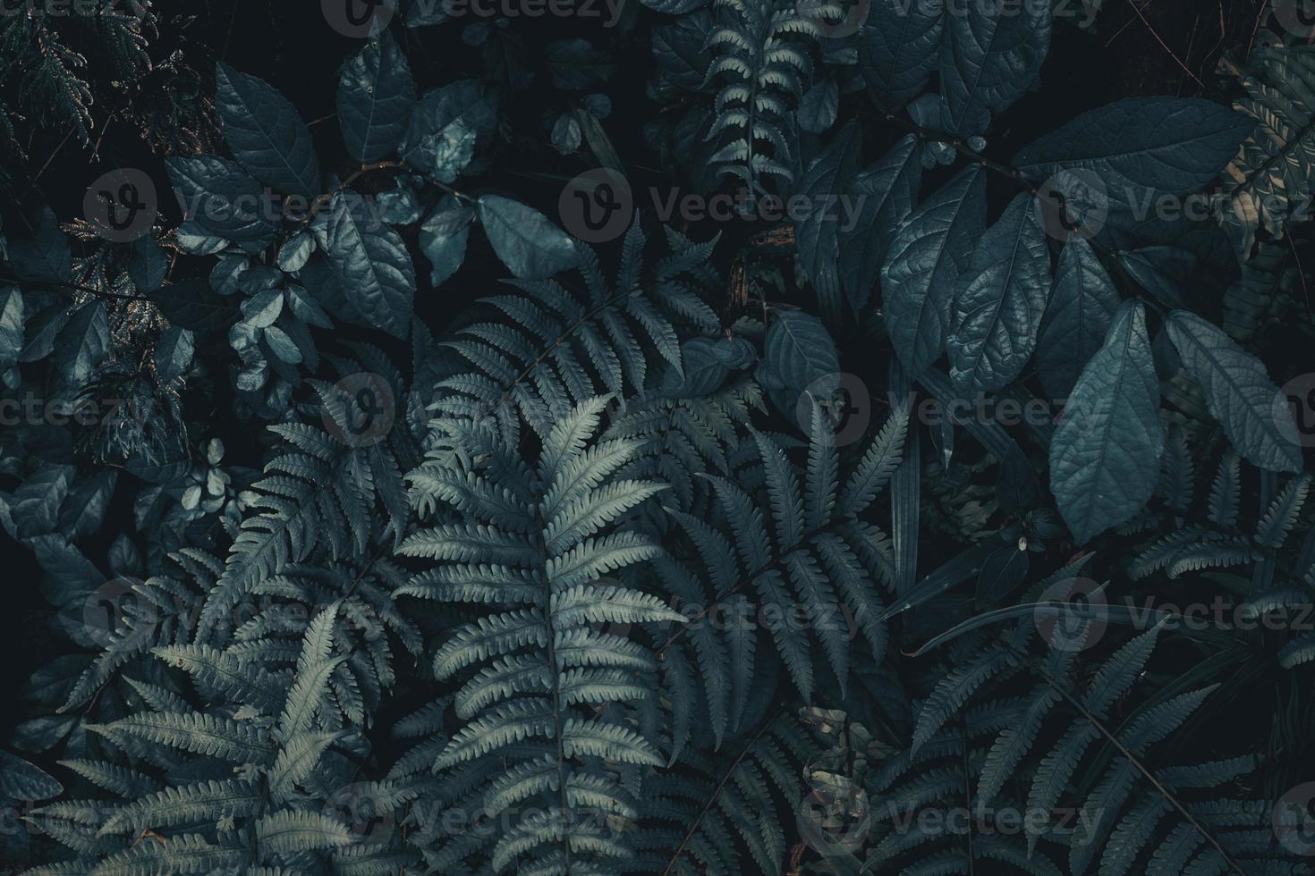 Tropical green leaf background Dark tone theme. photo