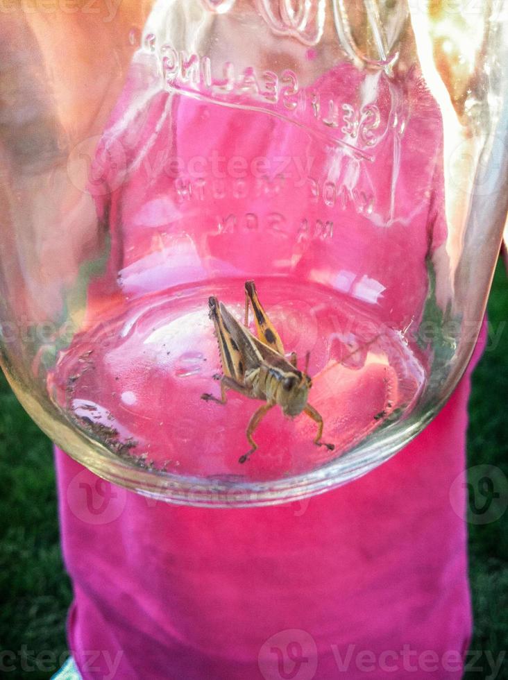 grasshopper in a canning jar photo