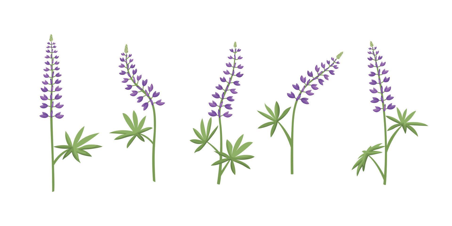 Vector set of illustrations of lupine flowers.