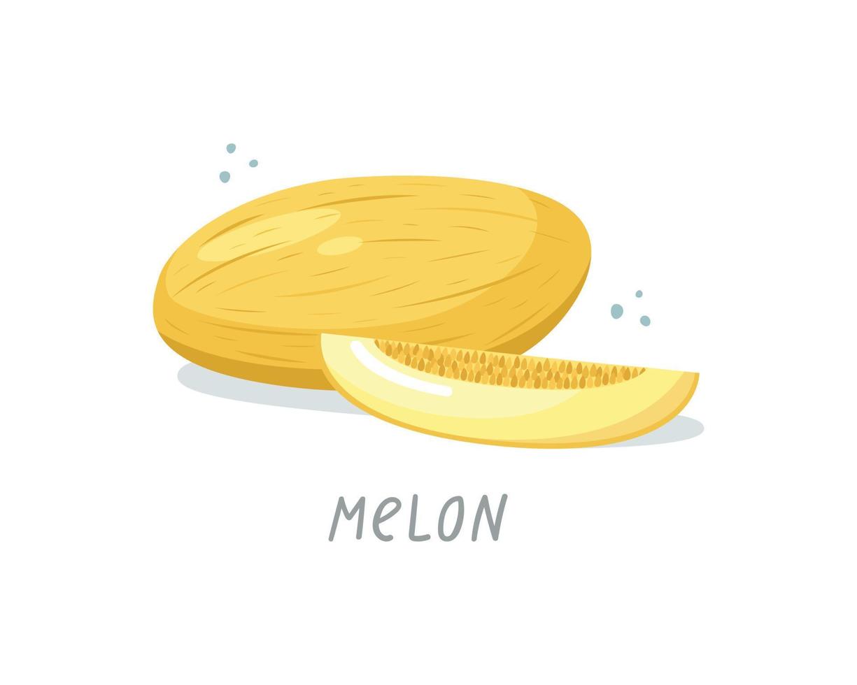 Vector illustration of a melon. Summer fruits