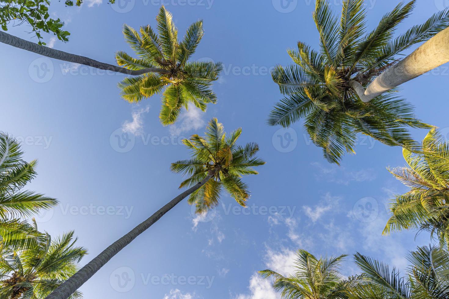 Beautiful cloudy sky landscape and green palm leaves. Low point of view, palm trees tropical forest at blue sky background. Sunny island nature background, relax peaceful freedom natural scenic photo