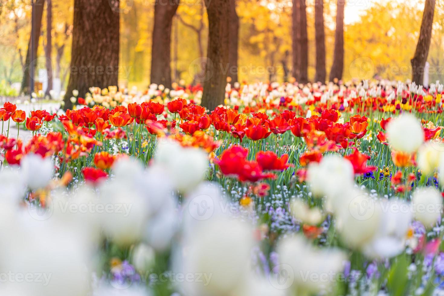 Beautiful colorful tulips on blurred spring sunny nature landscape. Bright blooming tulips flower panorama for spring nature love concept. Amazing natural spring scene, design, tranquil floral banner photo