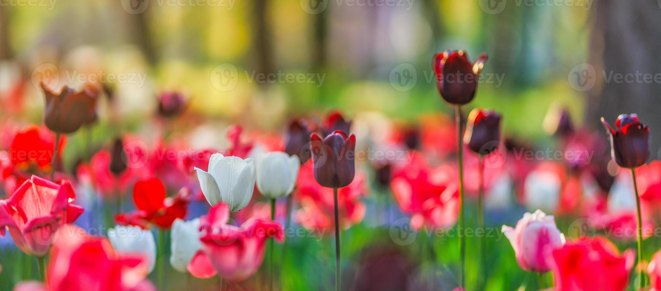Beautiful colorful tulips on blurred spring sunny nature landscape. Bright blooming tulips flower panorama for spring nature love concept. Amazing natural spring scene, design, tranquil floral banner photo