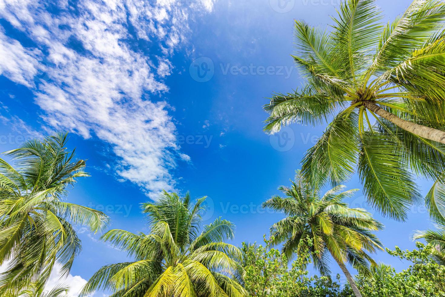 hermoso paisaje de cielo nublado y hojas de palma verde. punto de vista bajo, bosque tropical de palmeras en el fondo del cielo azul. fondo de naturaleza de isla soleada, relax libertad pacífica paisaje natural foto