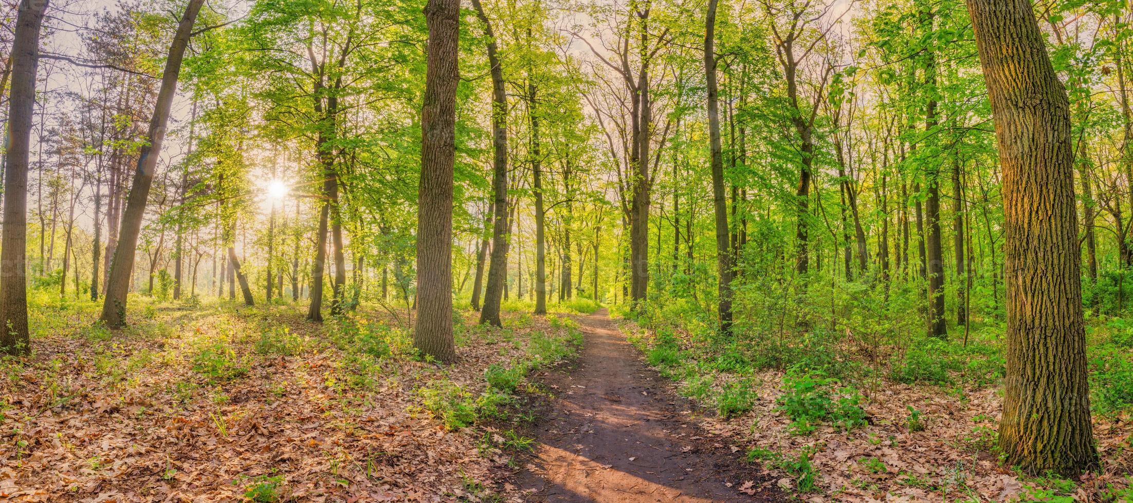 Beautiful forest path panorama with bright sun shining through the trees. Peaceful view of the green spring forest. Fresh foliage in woods in nature with beautiful pathway, sun rays. Nature freedom photo