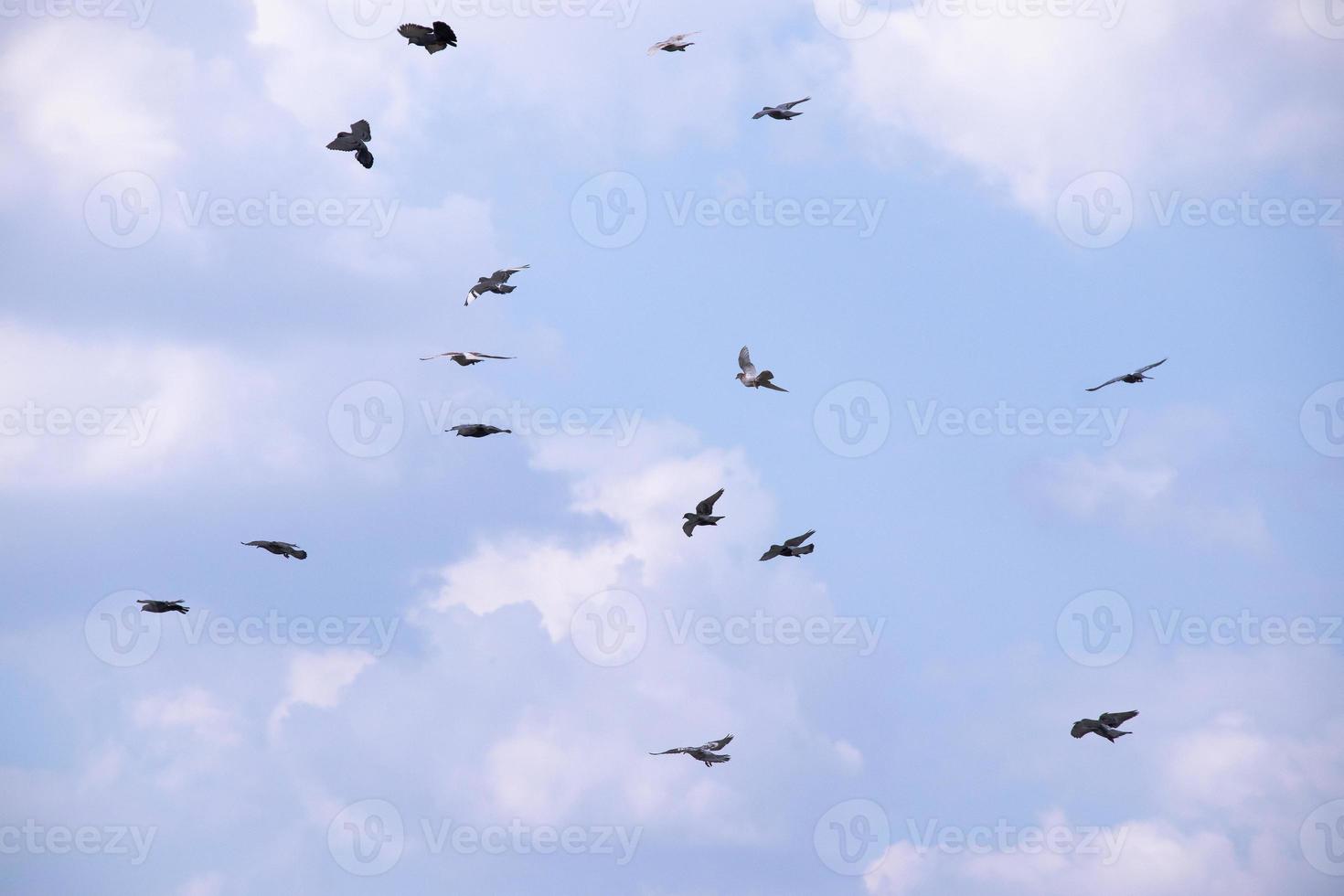 bandada de pájaros volando en el cielo azul foto