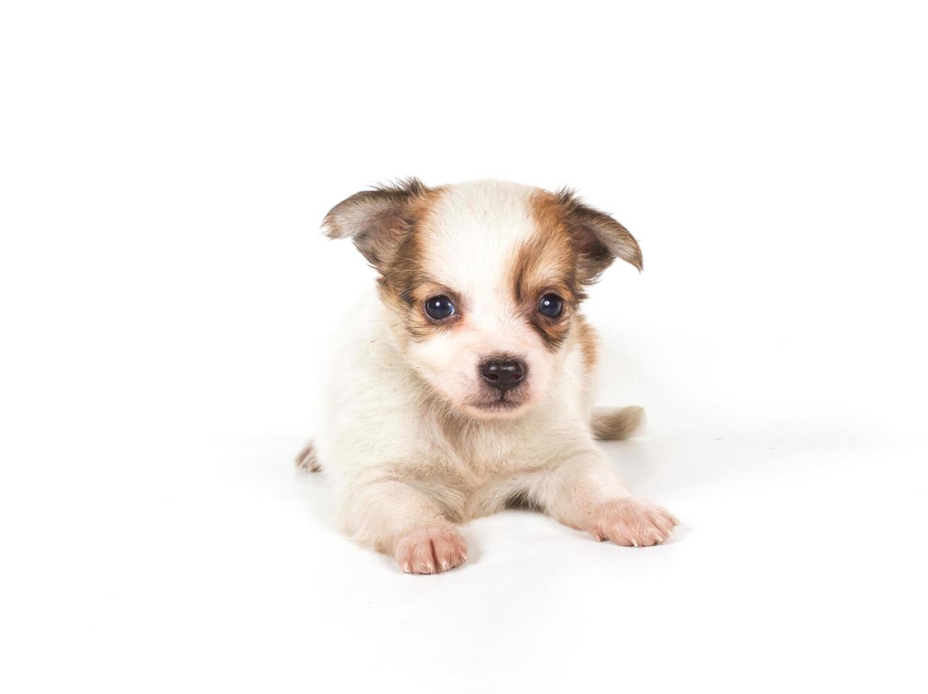 cachorro chihuahua en blanco foto