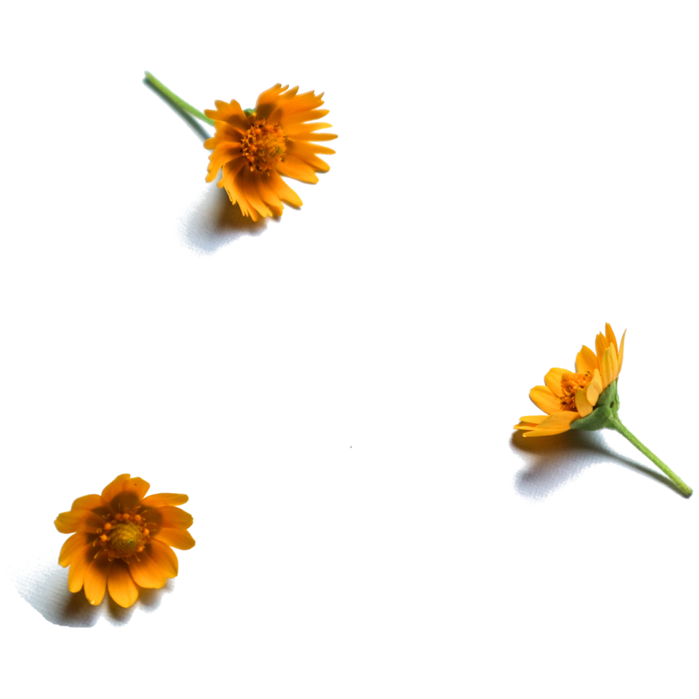 Botanical Zinnia flower and leaf isolated on transparent background png