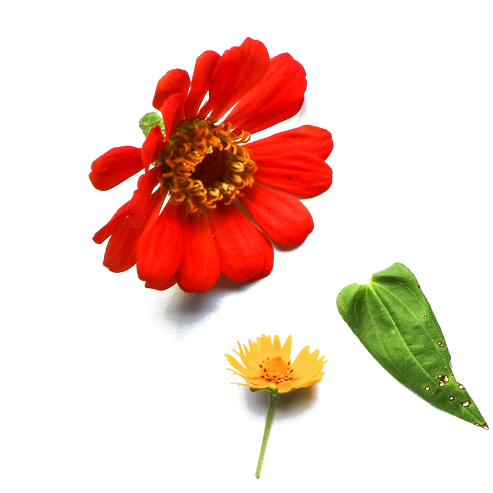 Botanical Zinnia flower and leaf isolated on transparent background png