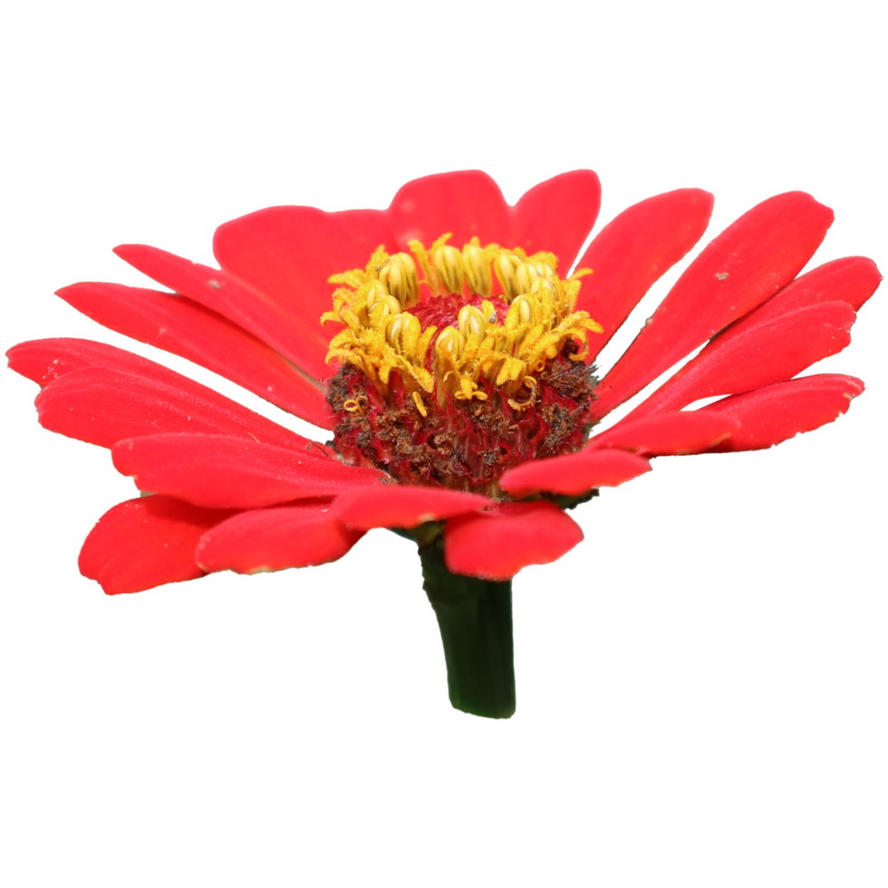 Botanical Zinnia flower and leaf isolated on transparent background png