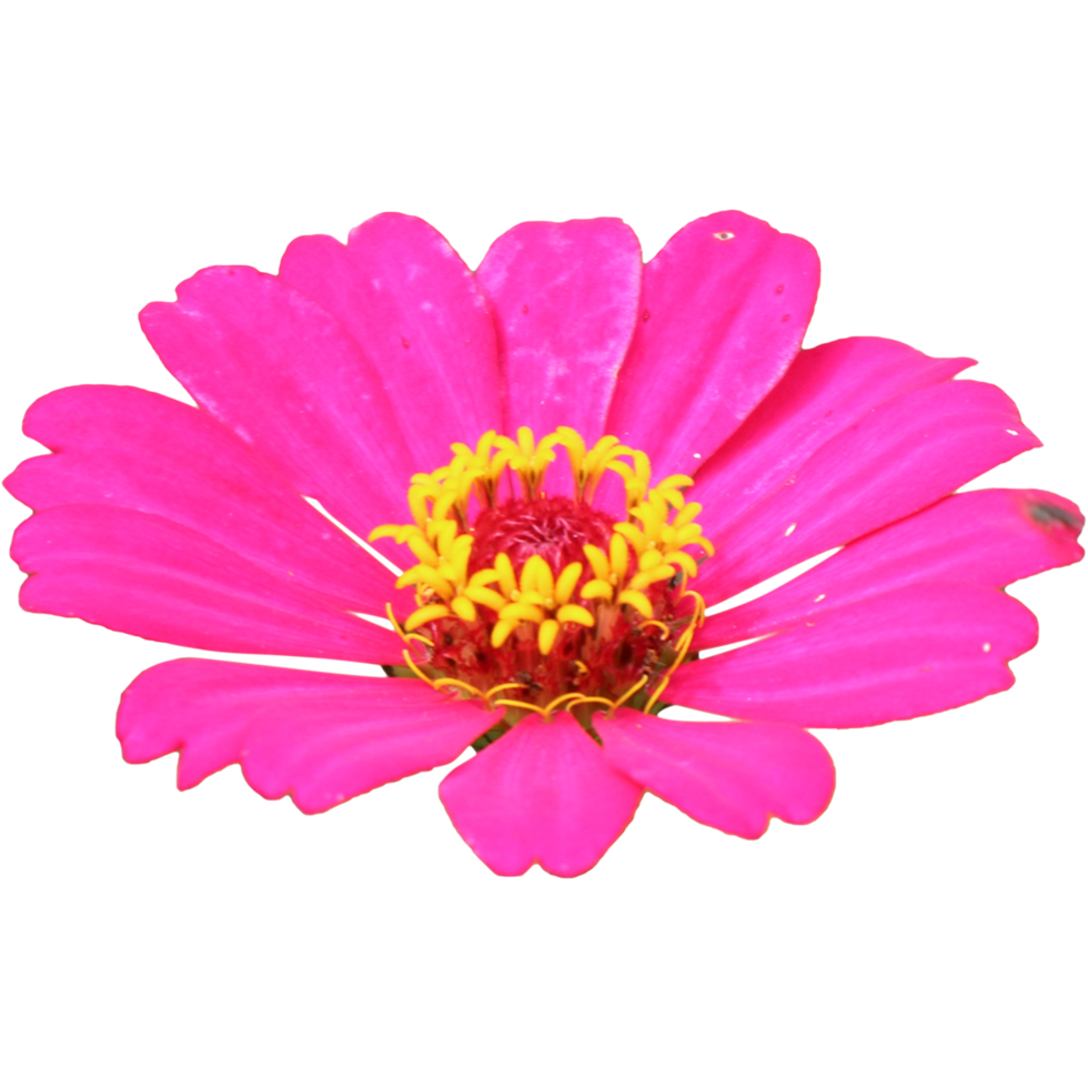 Botanical Zinnia flower and leaf isolated on transparent background png