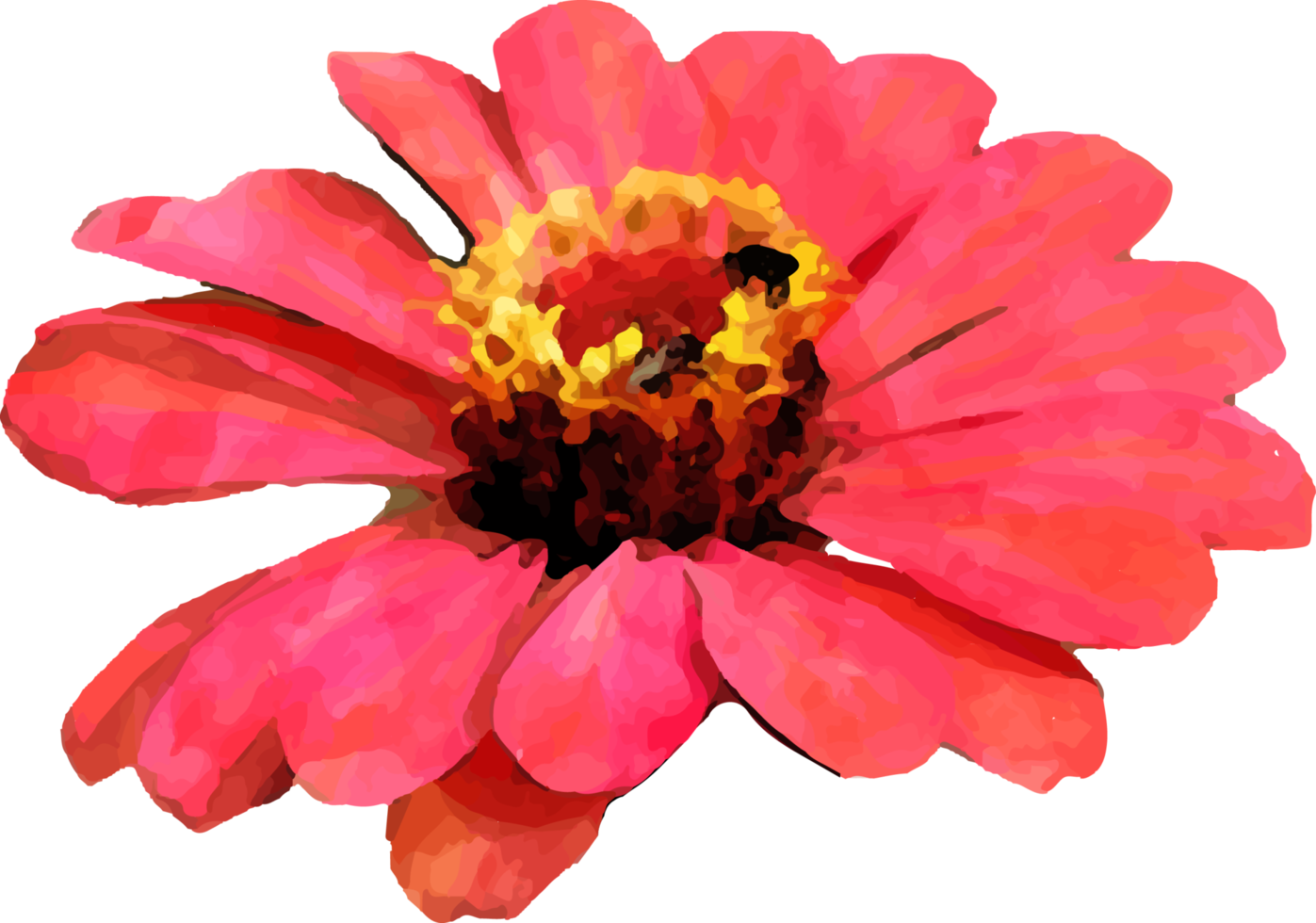 röd zinnia blomma vattenfärg illustration png