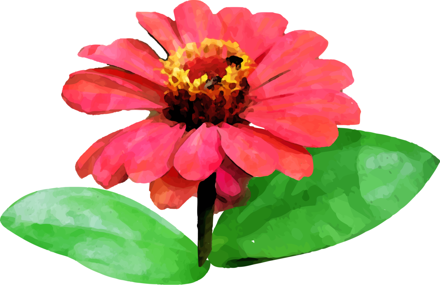 Red zinnia flower watercolor illustration png