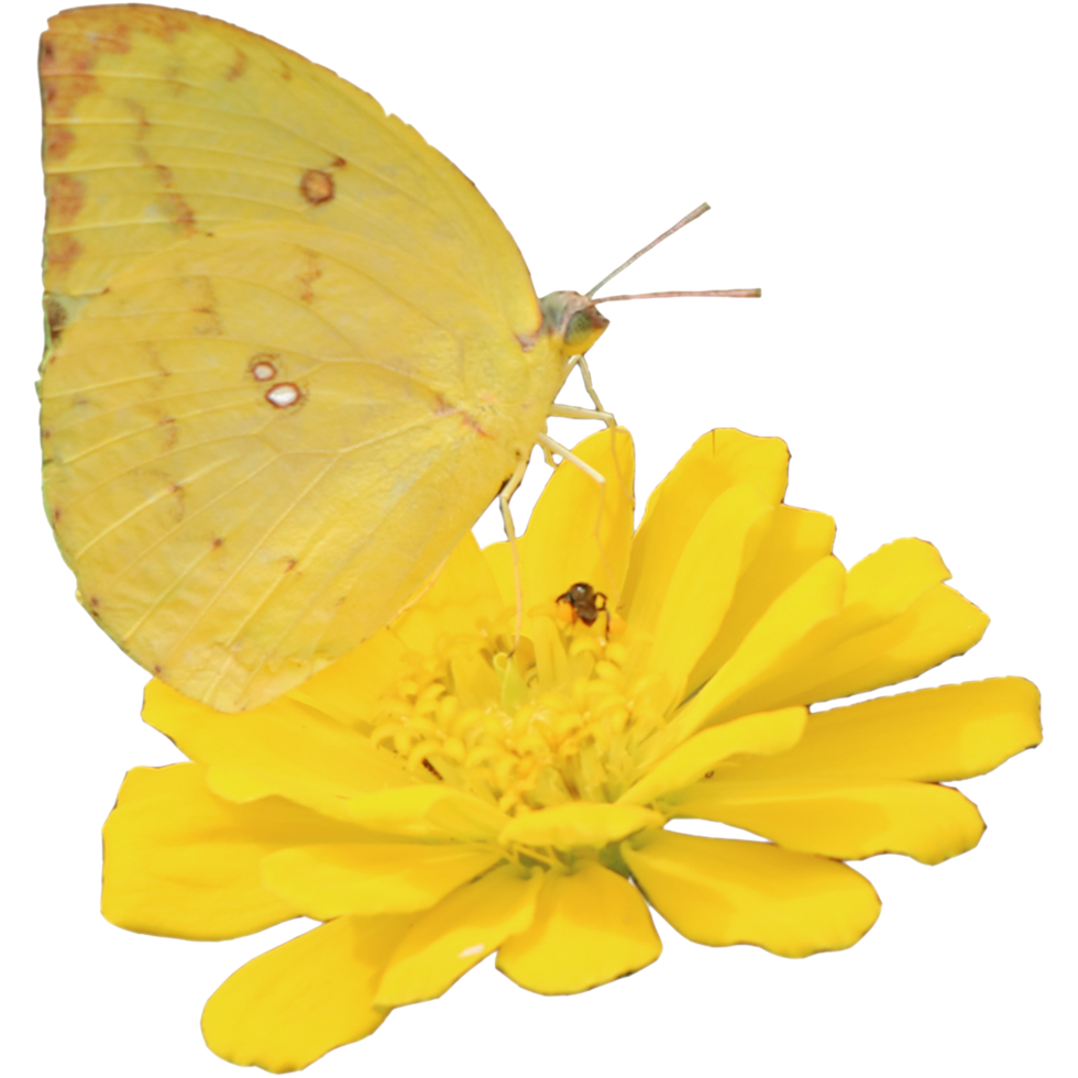 fleur et feuille de zinnia botanique isolées sur fond transparent png