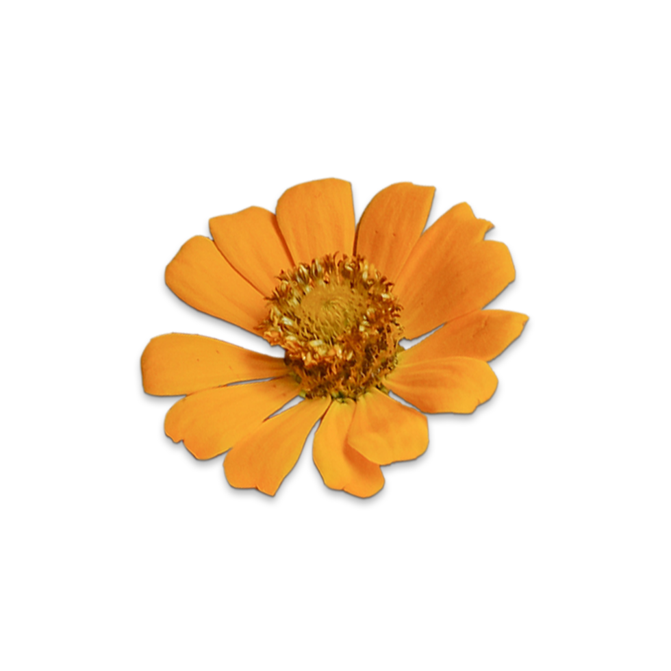 Botanical Zinnia flower and leaf isolated on transparent background png