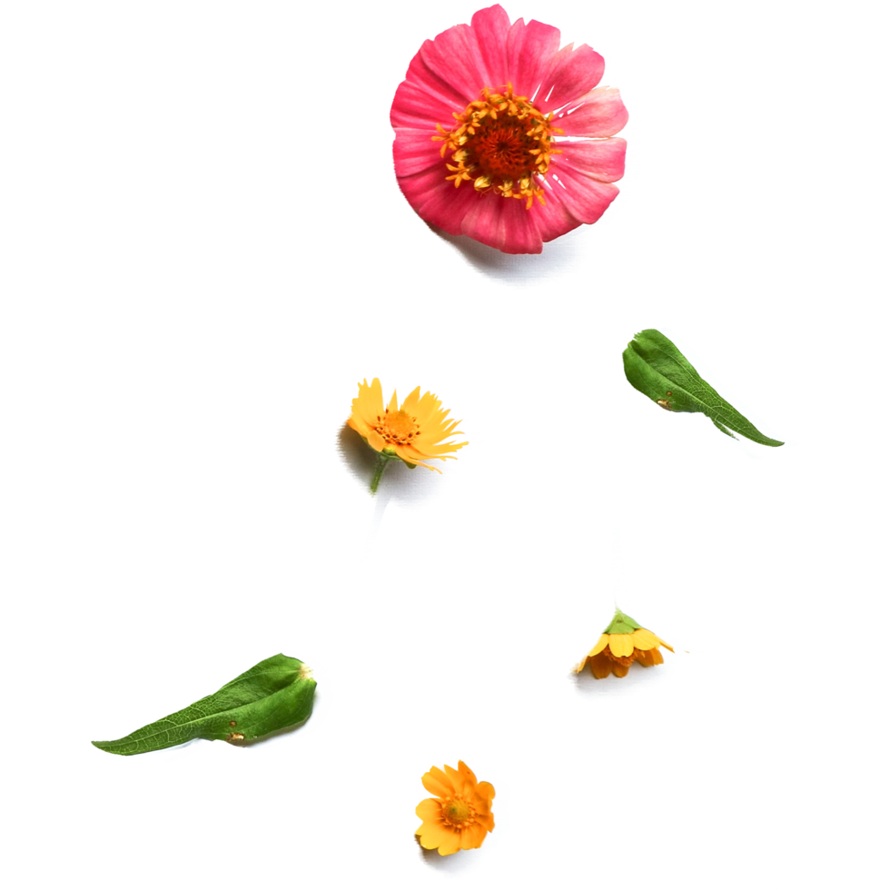 Botanical Zinnia flower and leaf isolated on transparent background png