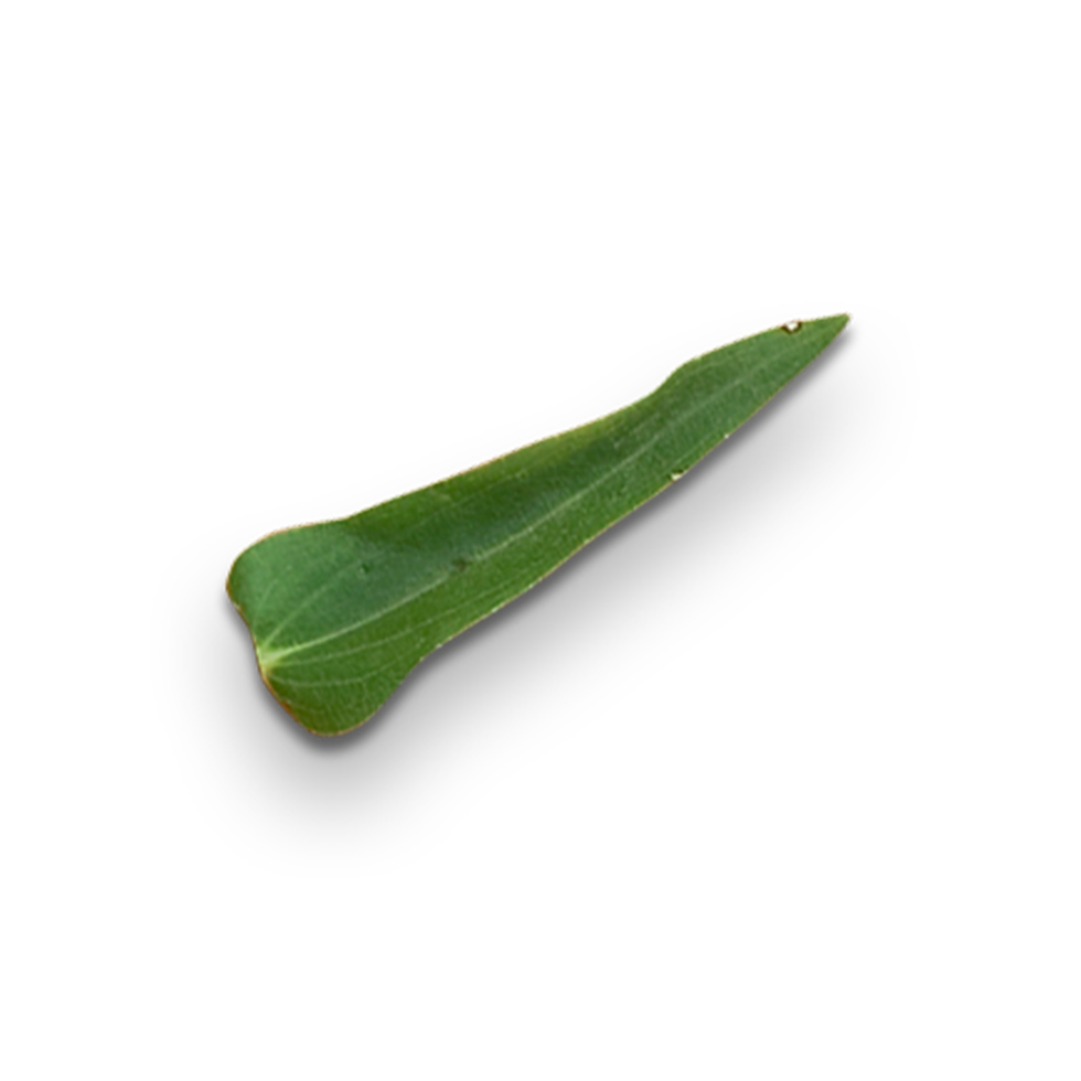 Botanical Zinnia flower and leaf isolated on transparent background png