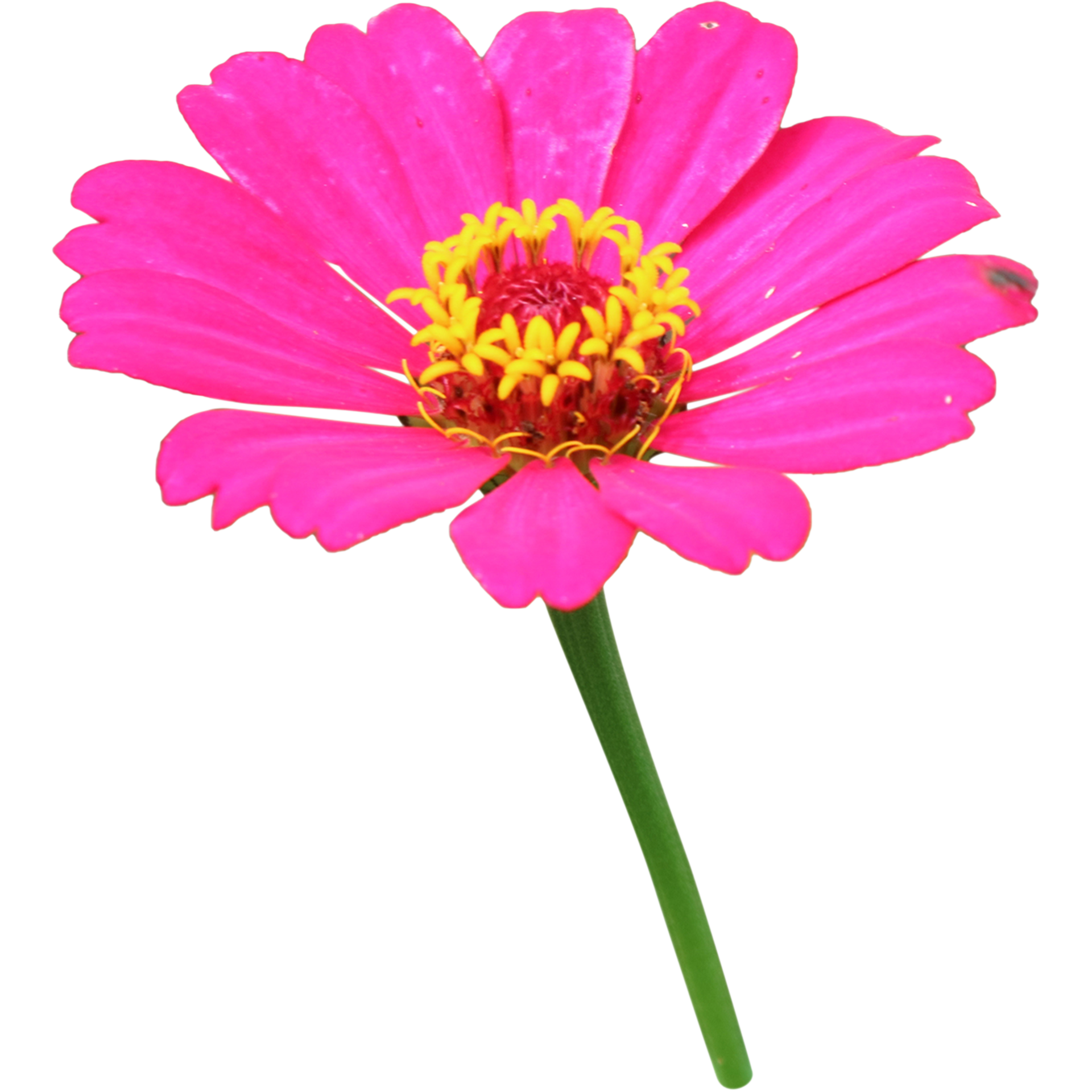 863 Background Zinnia Flower Picture - MyWeb