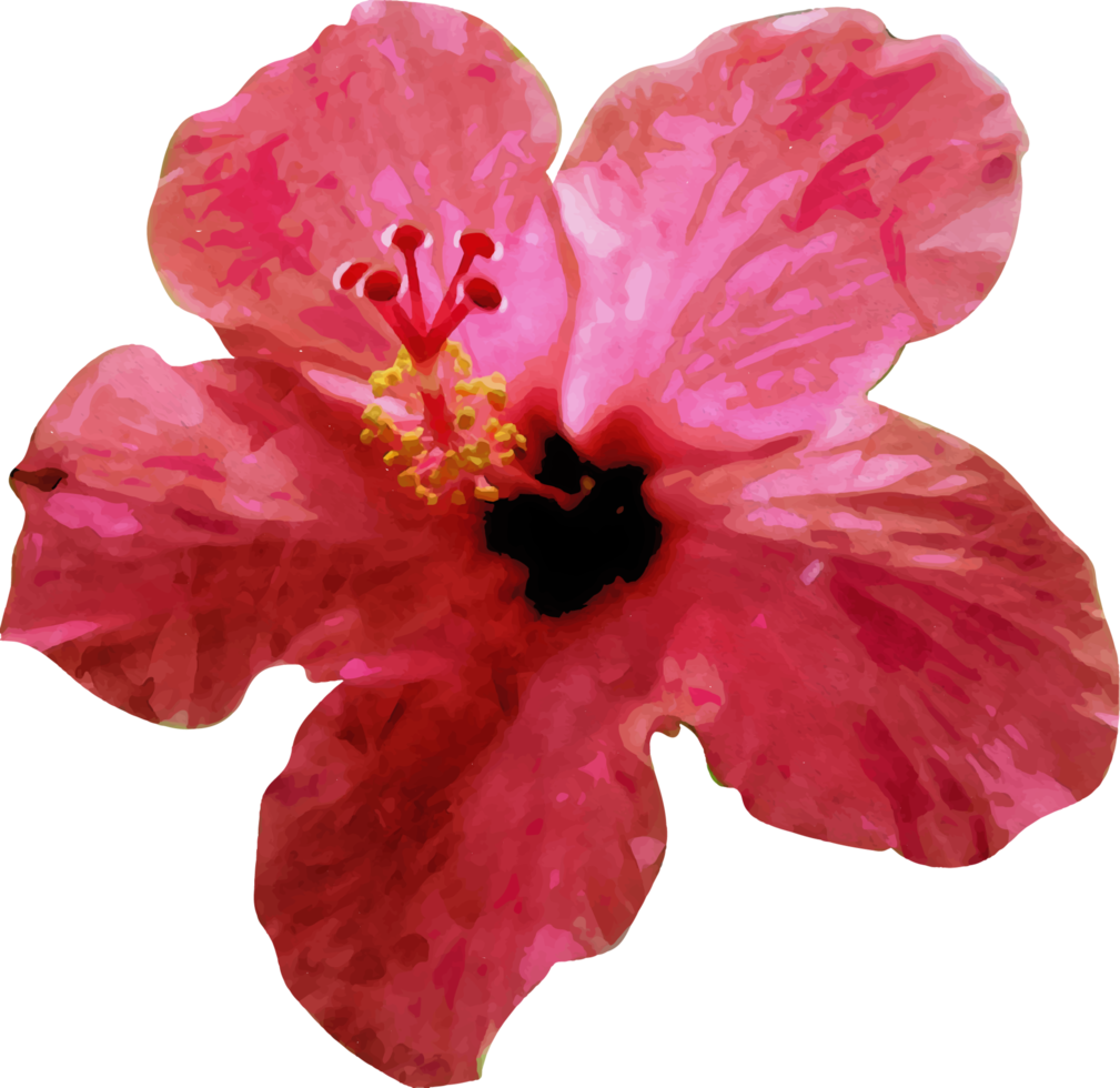 Red hibiscus flower watercolor illustration png