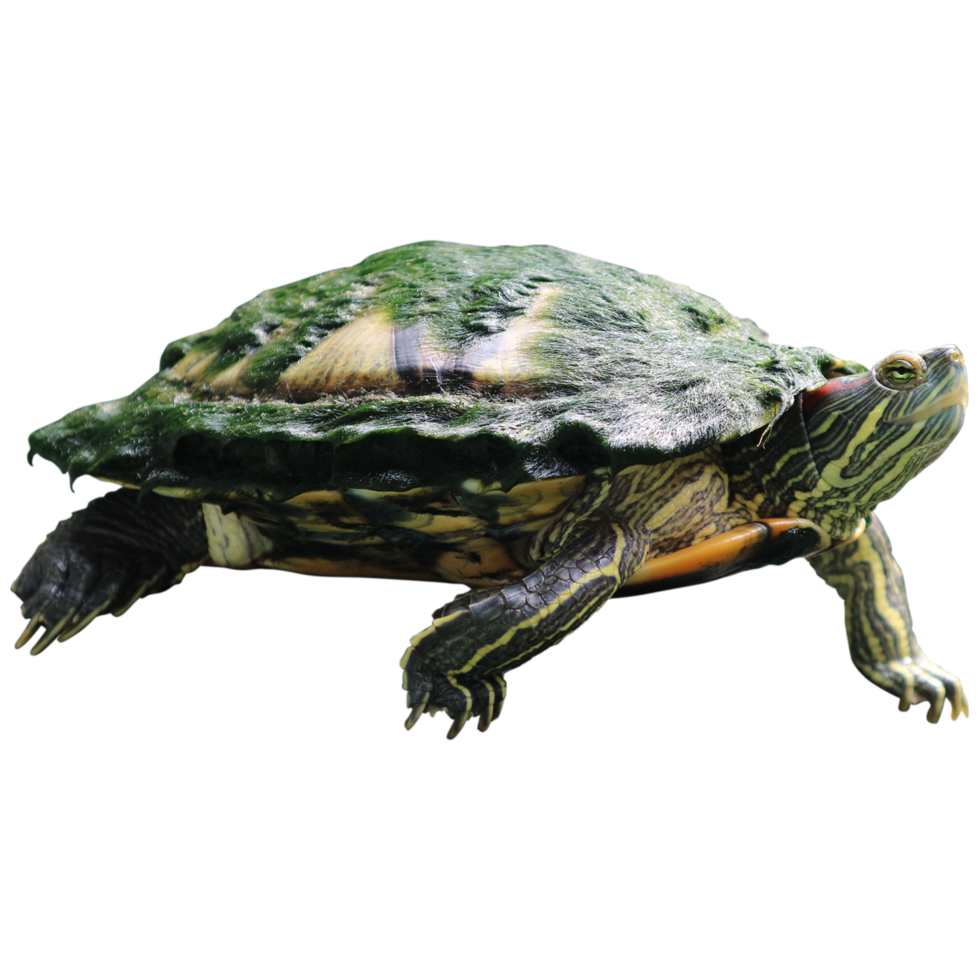 Red-eared brazilian slider turtle trachemys scripta isolated on transparent background png