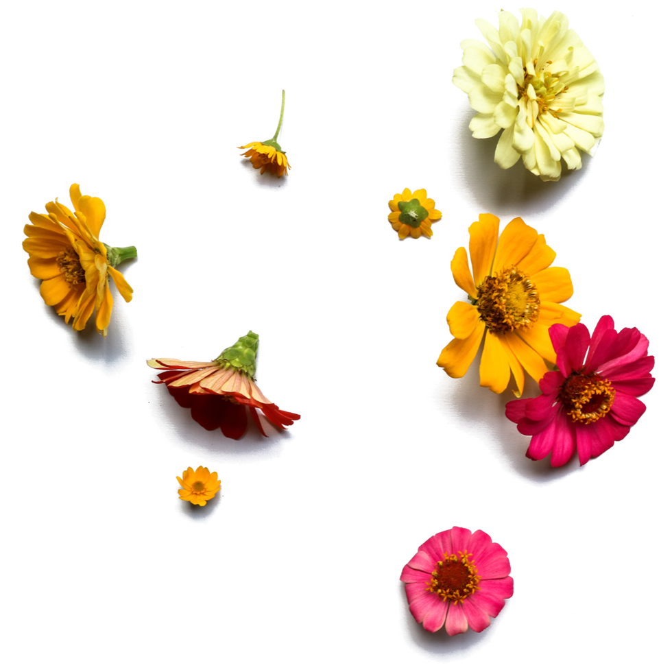 Botanical Zinnia flower and leaf isolated on transparent background png