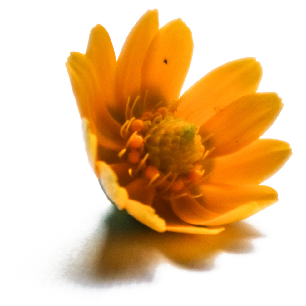 Botanical Zinnia flower and leaf isolated on transparent background png