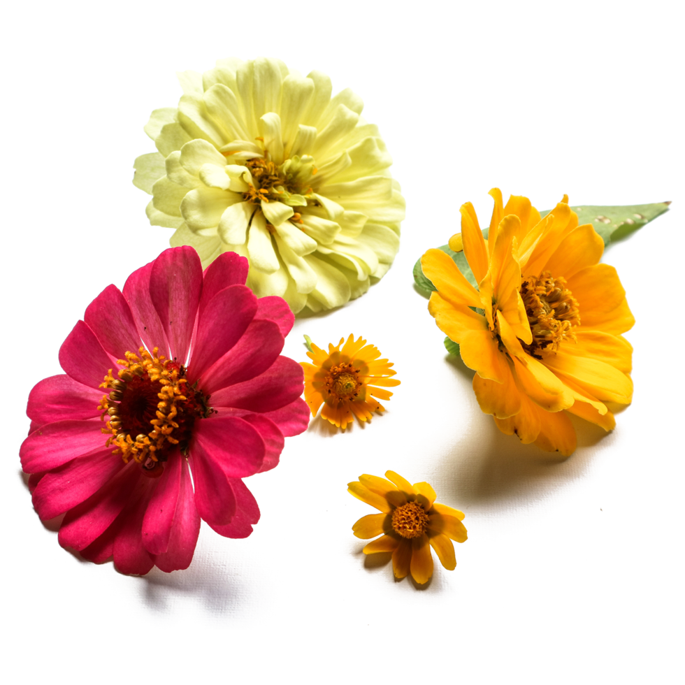 Botanical Zinnia flower and leaf isolated on transparent background png