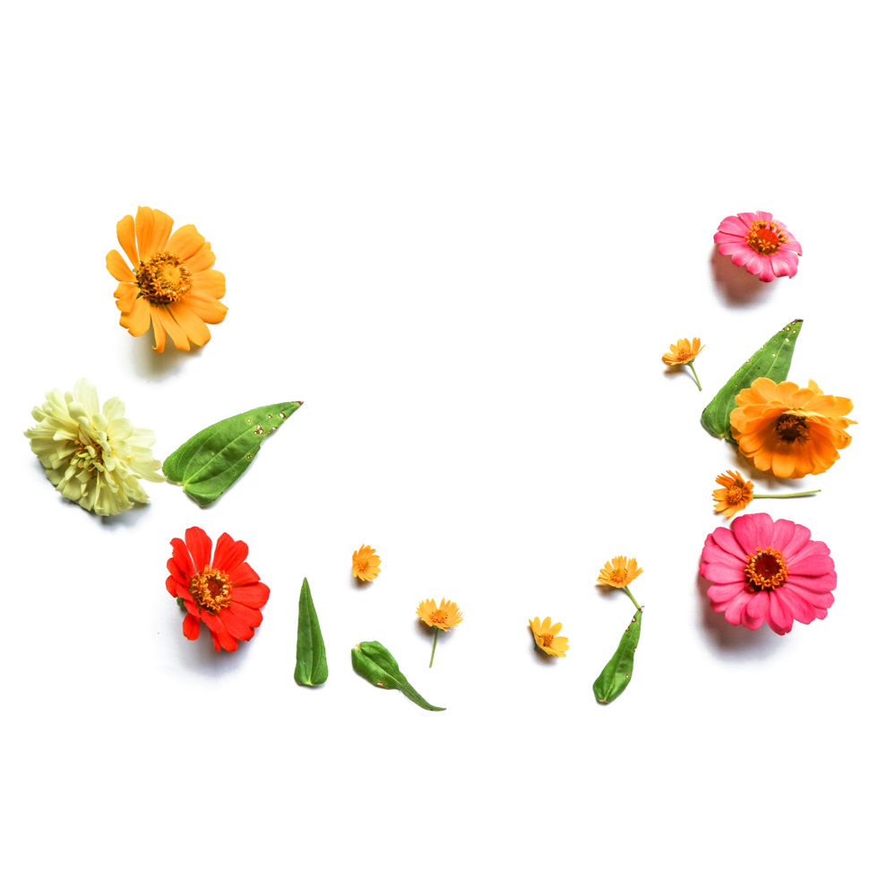 Botanical Zinnia flower and leaf isolated on transparent background png