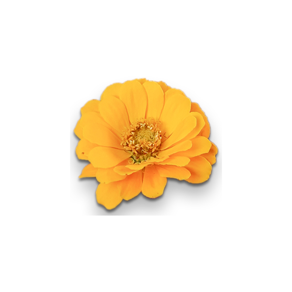 Botanical Zinnia flower and leaf isolated on transparent background png