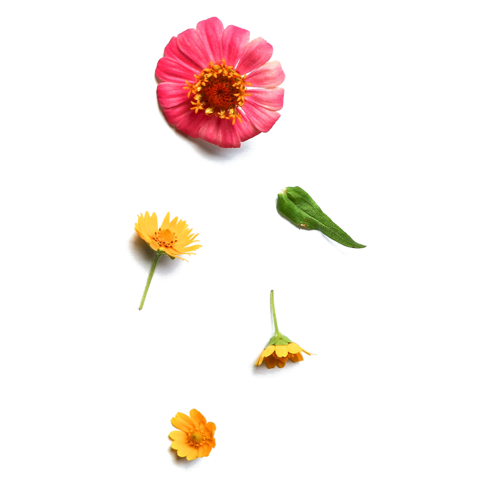 Botanical Zinnia flower and leaf isolated on transparent background png