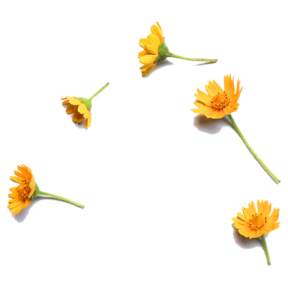 Botanical Zinnia flower and leaf isolated on transparent background png